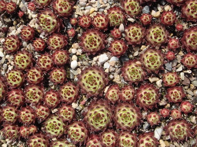 Sempervivum calcareum